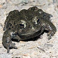 Hot Creek Toad
