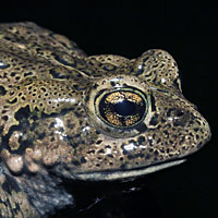 Hot Creek Toad