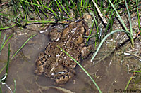 Hot Creek Toad