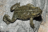 Hot Creek Toad