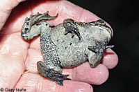 Hot Creek Toad