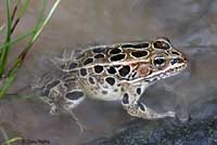 Northern Leopard Frog