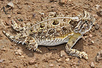 Texas horned lizard