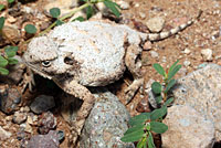 round-tailed horned lizard