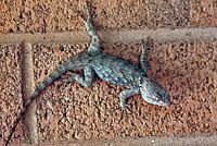 Plateau spiny lizard