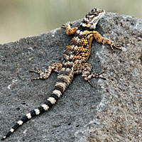 New Mexico spiny lizard