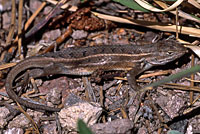 Slevin's bunchgrass lizard