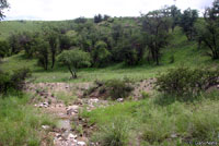 Habitat, Pajarito Mountains