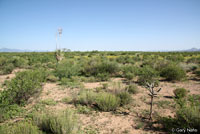 New Mexico Threadsnake habitat