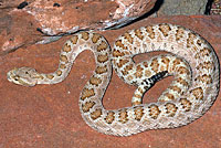 Midget Faded Rattlesnake