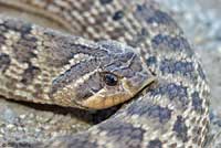 Mexican Hog-nosed Snake