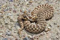 Mexican Hog-nosed Snake