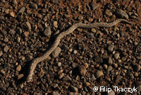 Mexican Hog-nosed Snake