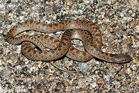 Mesa Verde Night Snake