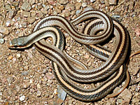 Mountain Patch-nosed Snake