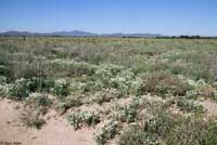 Mexican Hog-nosed Snake habitat