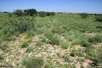 Mexican Hog-nosed Snake habitat
