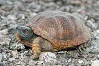 Desert Box Turtle