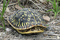 Desert Box Turtle