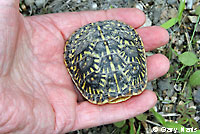 Desert Box Turtle