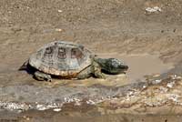 Desert Box Turtle