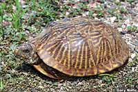 Desert Box Turtle