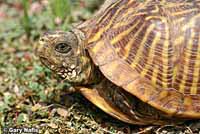 Desert Box Turtle
