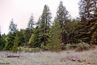 Sierran Treefrog Habitat