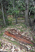 Sierran Treefrog Habitat