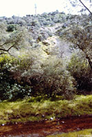 Gabilan Mountains Slender Salamander Habitat