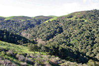 Gabilan Mountains Slender Salamander Habitat