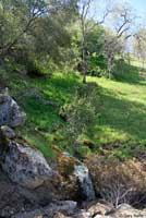 Gregarious Slender Salamander Habitat