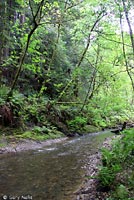 Yellow-eyed Ensatina Habitat