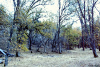 Yellow-eyed Ensatina Habitat