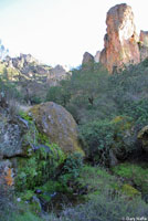 Gabilan Mountains Slender Salamander Habitat