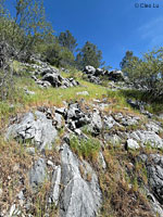 Wintu Shasta Salamander habitat