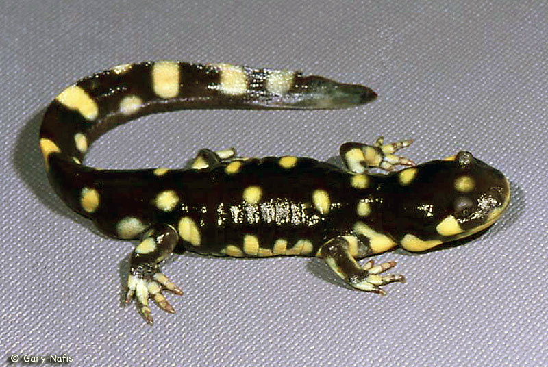 California Salamanders - Flashcards