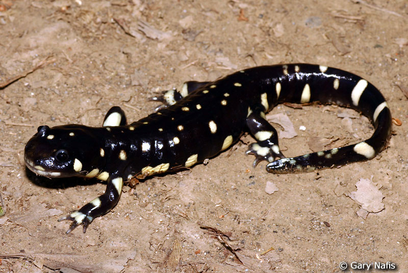 California Tiger Salamander - Ambystoma californiense