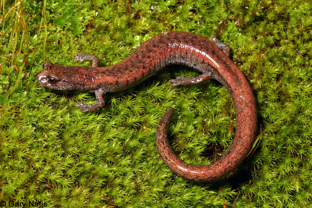 Salamander Pictures 71