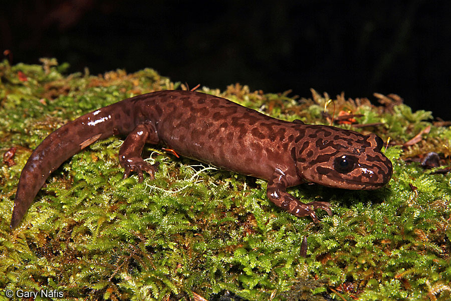 California Tiger Salamander Diet And Habitat