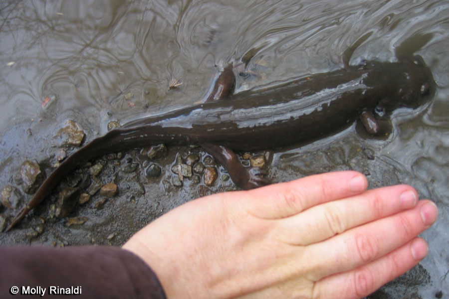 Image of a giant salamander and a hand