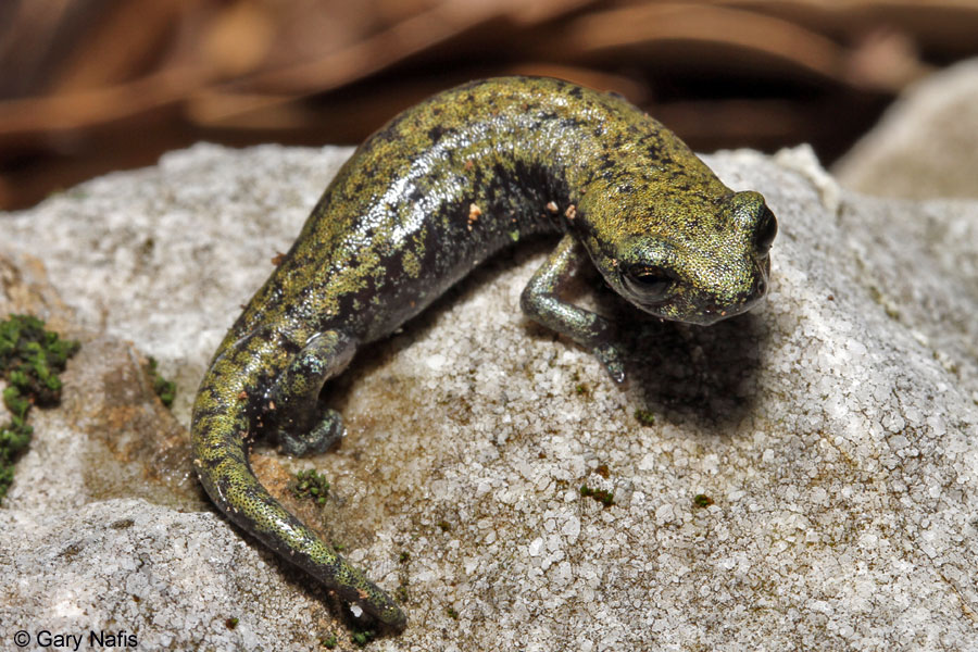 Shasta Salamander - Hydromantes shastae