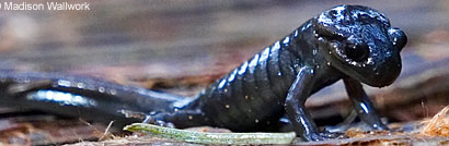 Northwestern Salamander