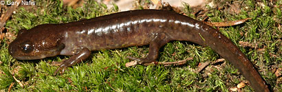 Northwestern Salamander