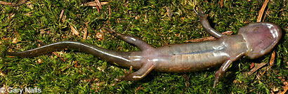 Northwestern Salamander