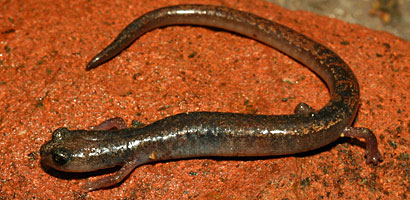 Channel Islands Slender Salamander