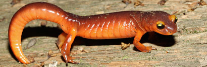 Yellow-eyed Ensatina