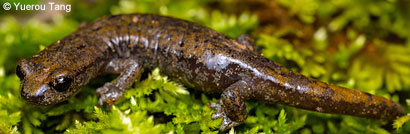 Shasta Salamander