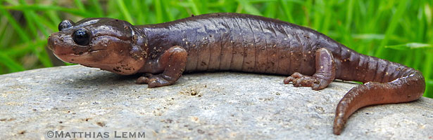 Arboreal Salamander foot