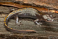 Santa Cruz Long-toed Salamander